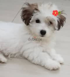 للبيع جرو مالتيز Maltese puppy for sale