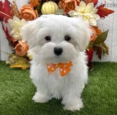 MALTESE PUPPIES AVAILABLE