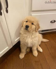 Trained G-Retriever puppy for sale