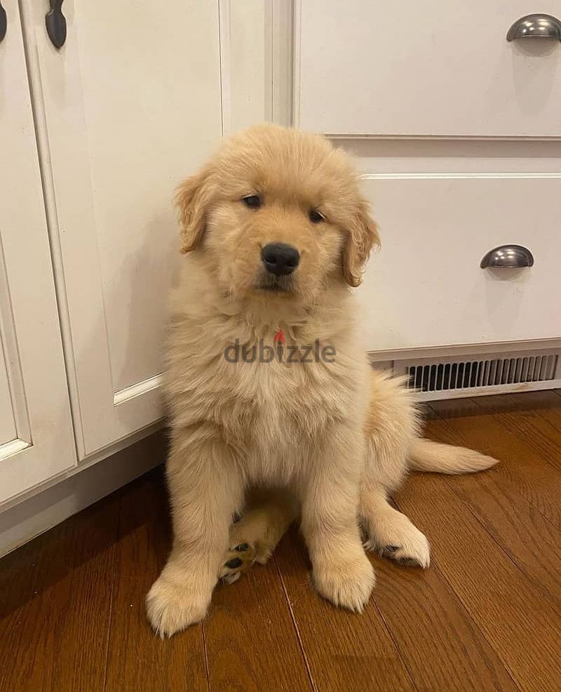 Trained G-Retriever puppy for sale 1