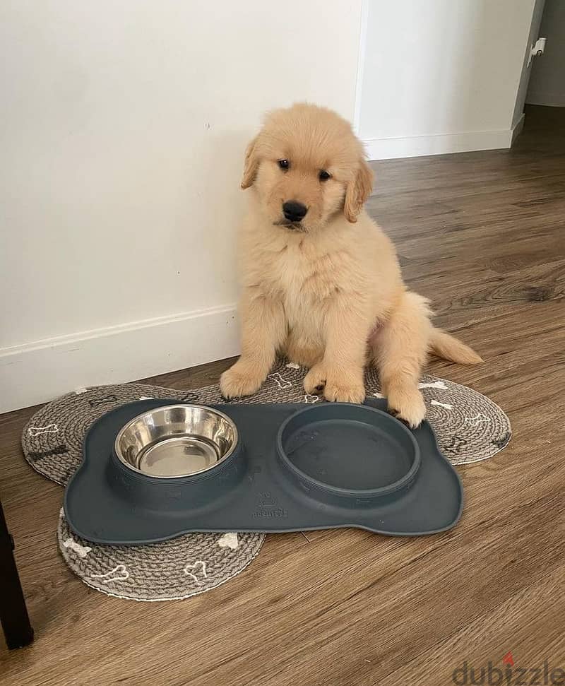 Trained G-Retriever puppy for sale 2