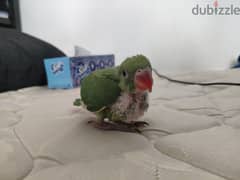 Indian ringed parrot for sale فرخ طير دره للبيع