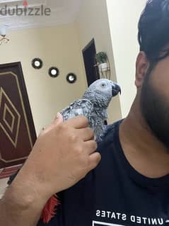 african grey parrot fully tammed for sale
