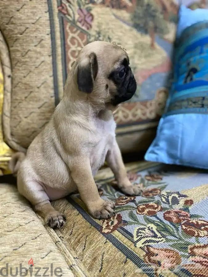Male Pug puppy for sale 2