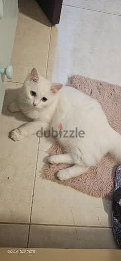 Turkish Female cats just 6 month old