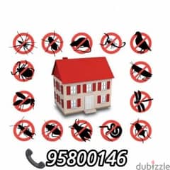 Pest Control services available all Muscat, Bedbugs insect etc