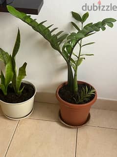 Indoor and out door Plants for sale 0