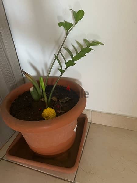 Indoor and out door Plants for sale 1