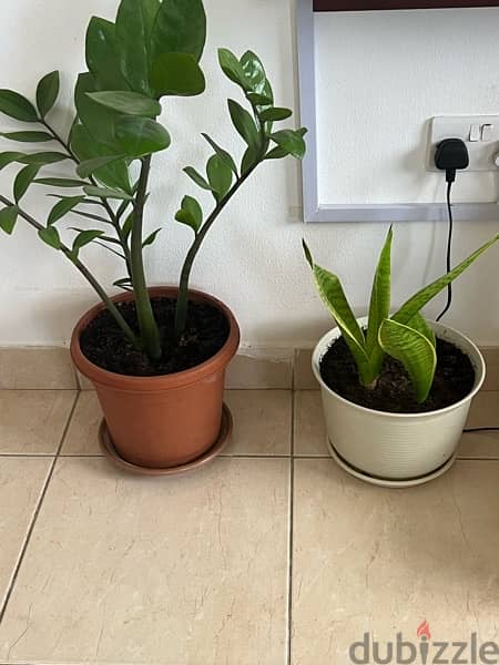 Indoor and out door Plants for sale 2