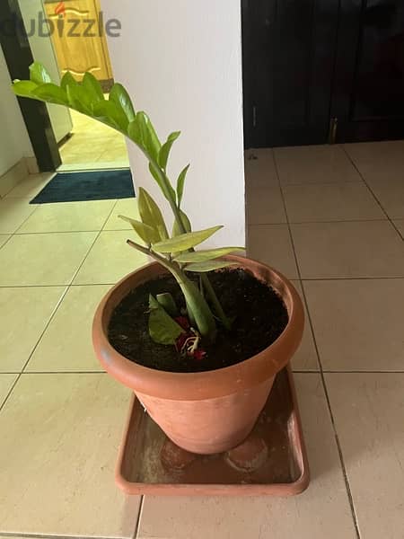 Indoor and out door Plants for sale 3