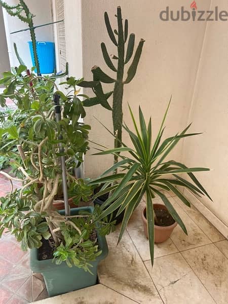 Indoor and out door Plants for sale 4