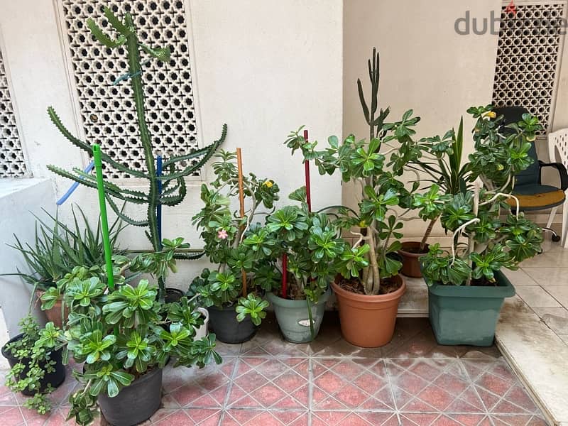 Indoor and out door Plants for sale 5