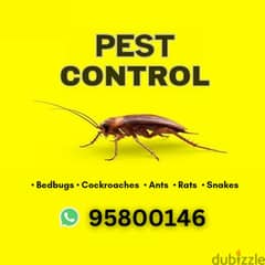 Pest Control and Cleaning Services, Bedbugs, insect, cockroaches, Ants