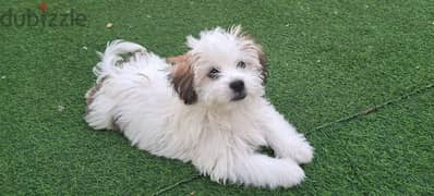 Maltese dog for sale