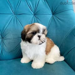 shih tzu puppies Available