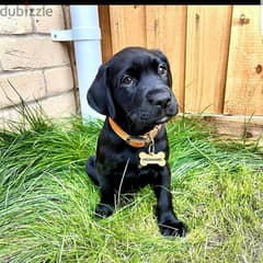 Labrador puppies Available 0