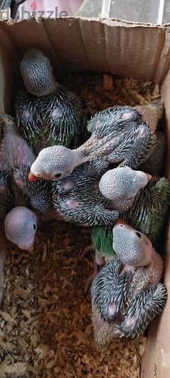 فروخ دره green parrot chicks