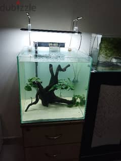fish tank, chihiros light with holder,driftwood with anubias, filter,