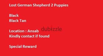 Lost German Shepherd Puppies