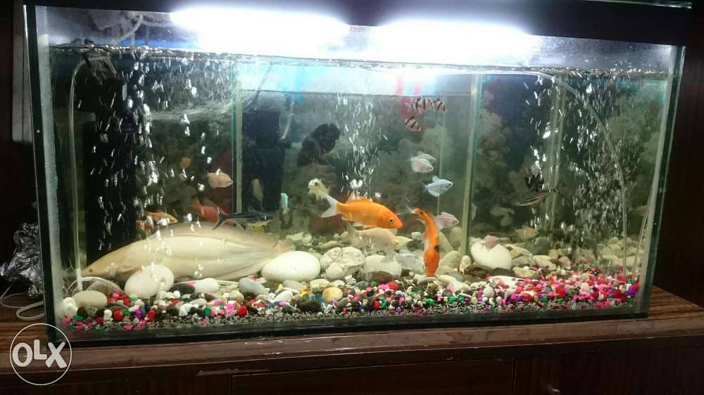 Fish tank 1