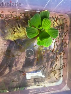 guppies for sale