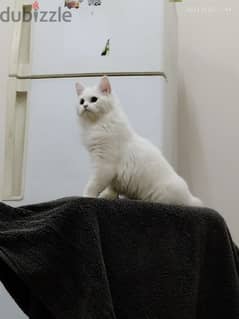 Persian beautiful cat for sale