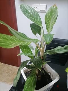 aglonima plant for sale