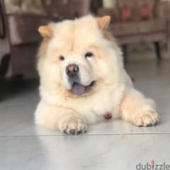 Chow Chow Puppy 0