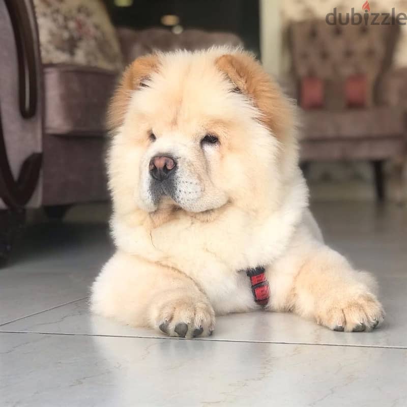 Chow Chow Puppy 2
