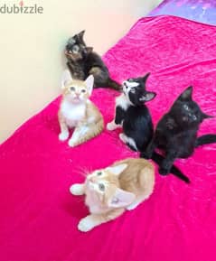 2 months old, Mix Sherazi 5 Kittens