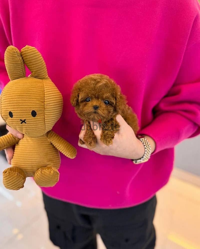 Tcup Poodle for sale . WHATSAPP +1 (484)718‑9164‬ 1