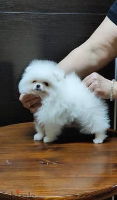 Pomeranian  Teacup puppy for sale. WhatsApp ‪+1484,718‑9164‬ 0
