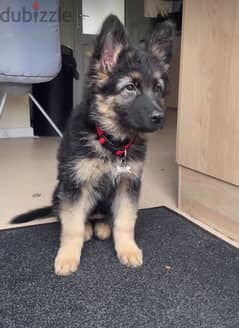 Trained G-shepherd puppy for sale 0