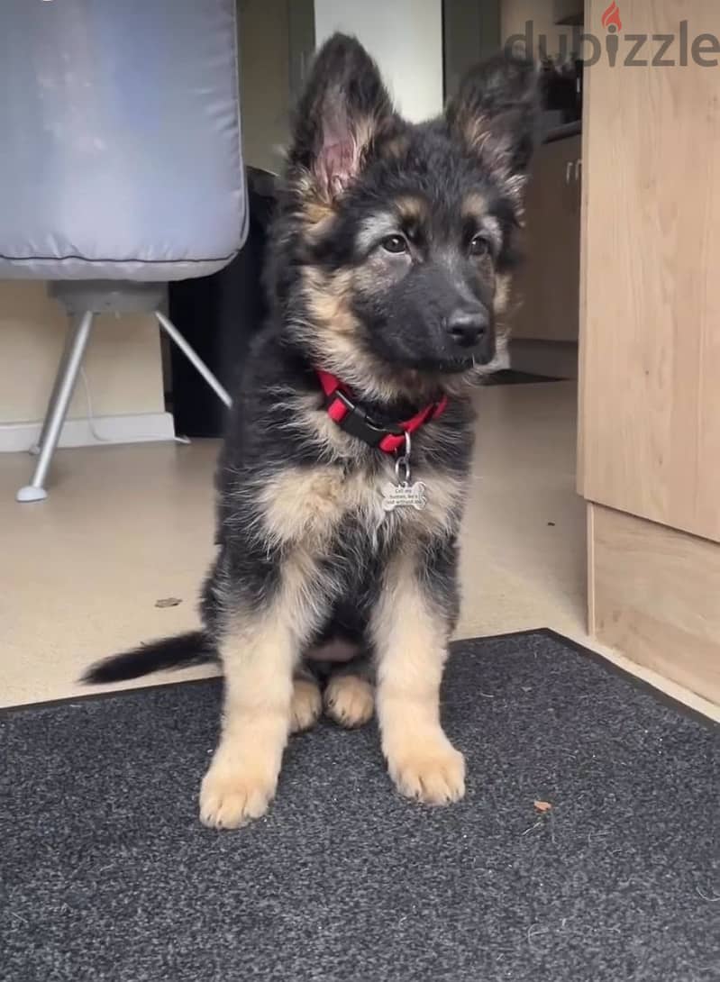Trained G-shepherd puppy for sale 1