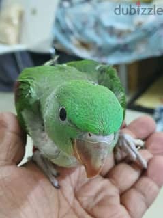 alexandrine nepali parrot 2.5 months