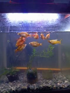 gold fish and fish tank