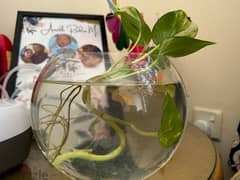 Round fish bowl with 4 guppy