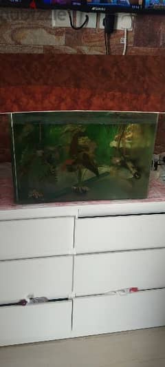 fish tank with fishes and accessories