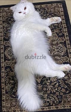 Persian white male cat. Brown eyes. 1.5 years old vaccinated