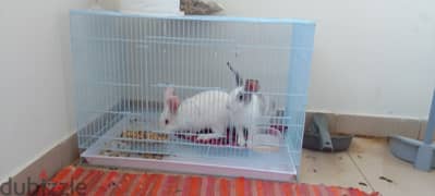 2 Rabbits with Cage for Sale