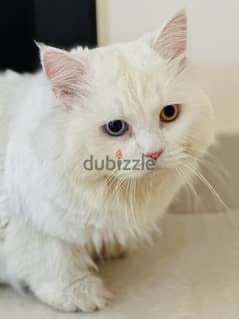 White male Shirazi cat for sale/قط ذكر شيرازي للبيع