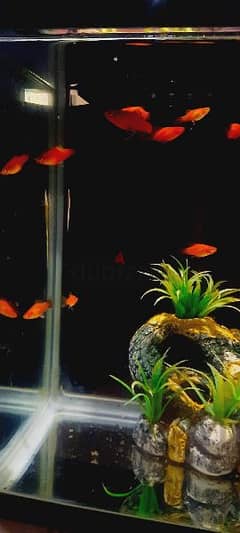 Red Platty Fish (Home breed)