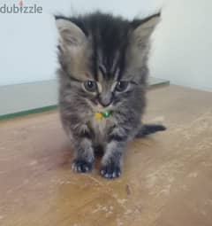 Pure Persian Kitten age 4t Days Blue Eyes very Cute cal 79146789