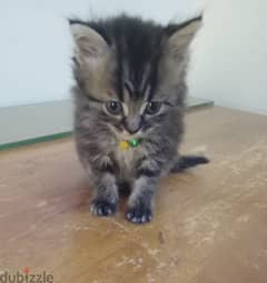Pure Persian Kitten age 45 Days Blue Eyes cal 79146789