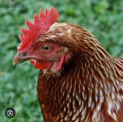 Farm/Desi Chicken