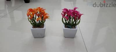 Decoration plants with Pots in perfect condition 0