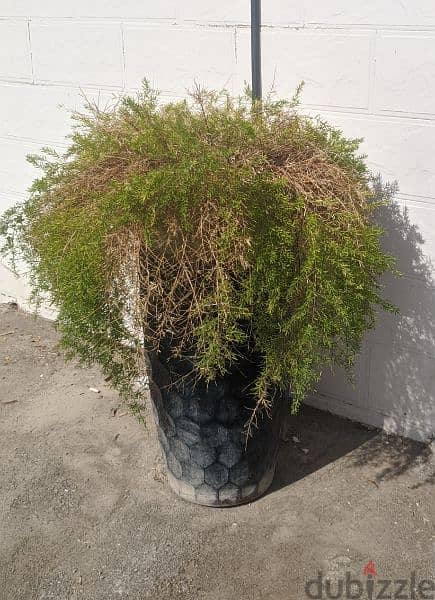 Plant Pots For sale!! 4