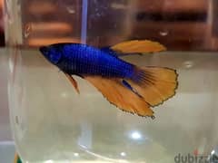 Home breed Betta Fighter fishes for sale