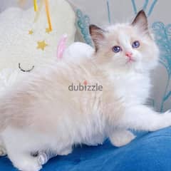 VACCINATED RAGDOLL KITTENS FOR ADOPTION 0