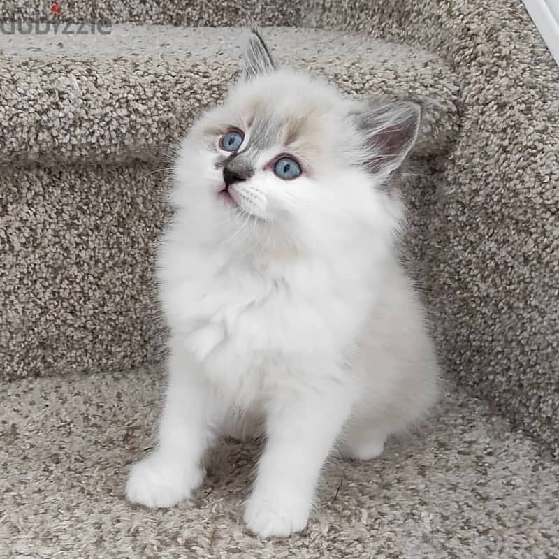 VACCINATED RAGDOLL KITTENS FOR ADOPTION 1